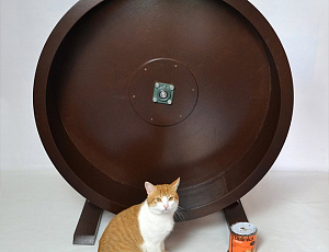 Беговое колесо для кошек. Сентябрь 2016. Interier №69. Фото - Дмитрий Шаров в рамках конкурса belinka. сделано сLOVEнией